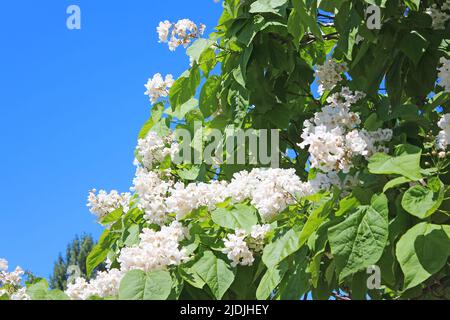 Catalpa ist ein dekorativer Baum, der aufgrund seiner auffälligen, duftenden Blumen und seines wunderschönen Auslaubs in der Landschaftsgestaltung verwendet wird Stockfoto