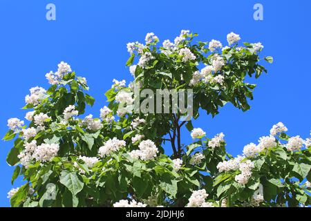 Catalpa ist ein dekorativer Baum, der aufgrund seiner auffälligen, duftenden Blumen und seines wunderschönen Auslaubs in der Landschaftsgestaltung verwendet wird Stockfoto