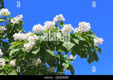 Catalpa ist ein dekorativer Baum, der aufgrund seiner auffälligen, duftenden Blumen und seines wunderschönen Auslaubs in der Landschaftsgestaltung verwendet wird Stockfoto