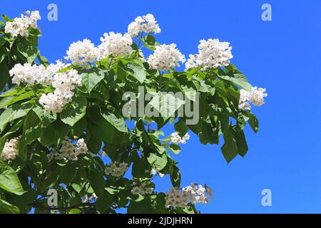 Catalpa ist ein dekorativer Baum, der aufgrund seiner auffälligen, duftenden Blumen und seines wunderschönen Auslaubs in der Landschaftsgestaltung verwendet wird Stockfoto