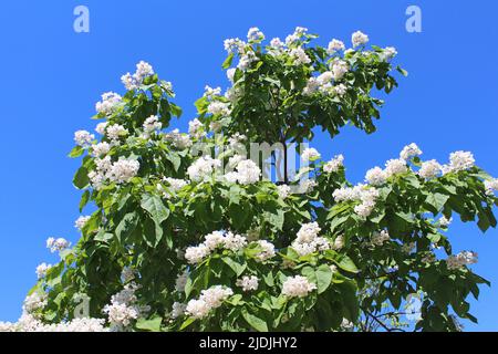 Catalpa ist ein dekorativer Baum, der aufgrund seiner auffälligen, duftenden Blumen und seines wunderschönen Auslaubs in der Landschaftsgestaltung verwendet wird Stockfoto