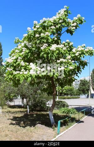 Catalpa ist ein dekorativer Baum, der aufgrund seiner auffälligen, duftenden Blumen und seines wunderschönen Auslaubs in der Landschaftsgestaltung verwendet wird Stockfoto