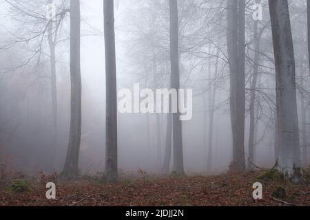 Kleine Baumstämme im Pfälzer Wald an einem sehr nebligen Tag in Deutschland. Stockfoto