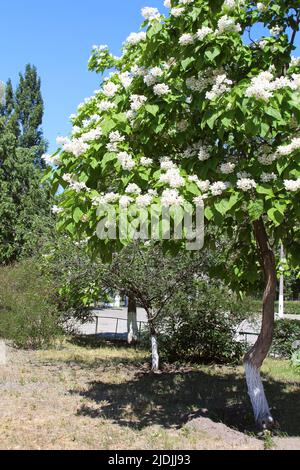 Catalpa ist ein dekorativer Baum, der aufgrund seiner auffälligen, duftenden Blumen und seines wunderschönen Auslaubs in der Landschaftsgestaltung verwendet wird Stockfoto