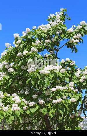 Catalpa ist ein dekorativer Baum, der aufgrund seiner auffälligen, duftenden Blumen und seines wunderschönen Auslaubs in der Landschaftsgestaltung verwendet wird Stockfoto