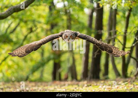 Adlereule mit majestätischen Flügeln im Flug durch den Herbstwald. Grüne europäische Waldlandschaft mit einem Greifvogelflieger direkt in Richtung der Stockfoto