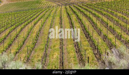 Okanagan Valley, Weinberge in der Nähe von Penticton, British Columbia. Weinland im Westen Kanadas. Reihen von Trauben führen hinunter in die Gewässer des Okanagan Lake n Stockfoto