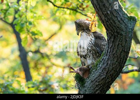 Rotschwanzfalke auf Baumstamm mit gejagtem roten Eichhörnchen. Raptor mit seiner Beute. Stockfoto