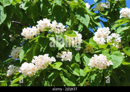 Catalpa ist ein dekorativer Baum, der aufgrund seiner auffälligen, duftenden Blumen und seines wunderschönen Auslaubs in der Landschaftsgestaltung verwendet wird Stockfoto