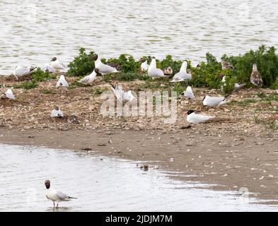 Eine Mittelmeermöwe, Ichthyaetus melanocephalus, die unter einer Brutkolonie von Schwarzkopfmöwe, Chroicocephalus ridibundus bei Leighton Moss, Lancashir, liegt Stockfoto
