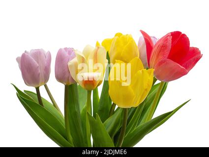 Bouquet von Tulpen isoliert auf einem weißen Hintergrund Nahaufnahme Stockfoto