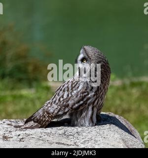 Große graue Eule, Strix nebulosa, schöne Eule mit gelben Augen auf einem Felsen stehend Stockfoto