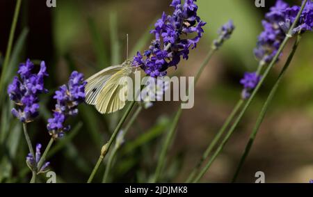 Kohl großer weißer Schmetterling sammelt Nektar aus purpurem Lavendel Stockfoto