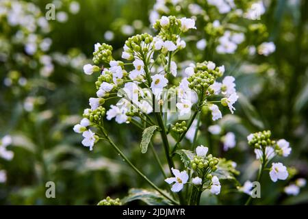Blühende Meerrettichpflanze im Gemüsegarten. Stockfoto