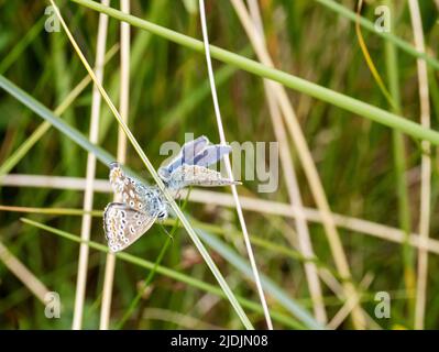 Ein männlicher und weiblicher Blauer Schmetterling, Polyommatus icarus auf Walney Island in Morecambe Bay, Cumbria, Großbritannien. Stockfoto