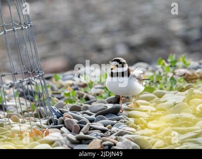 Ein Ringelpfeifer, Charadrius hiaticula, nähert sich seinem Nest mit frisch geschlüpften Jungen an einem Kiesstrand auf Foulney Island, Morecambe Bay, Cumbria Stockfoto