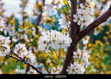Blühender Dornbusch am frühen Morgen. Nahaufnahme. Stockfoto