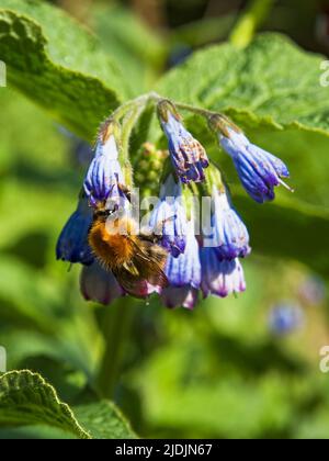 Cammon Carder Bumble Bee, Bombus pascuorum, sammelt Pollen aus Blumen in Northumberland, Großbritannien Stockfoto