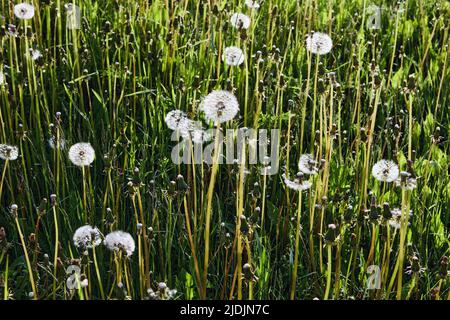 In kugelförmigen, flauschigen Knospen auf einem nicht kultivierten Bauernfeld im Hintergrund Samen von Dandelion. Stockfoto