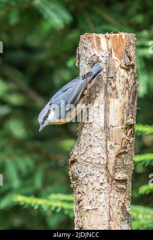 Nahaufnahme eines Nuthatch, Sitta europaea, mit grauem Gefieder und beigefarbenen Bauchfedern auf dem Rücken, einer weißen Kehle und Wangen und einem schönen durchgehenden Schwarz Stockfoto