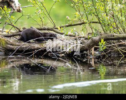 Ein fremder amerikanischer Mink, Neovison Vison, am Fluss Brathay, Ambleside, Lake District, Großbritannien. Stockfoto