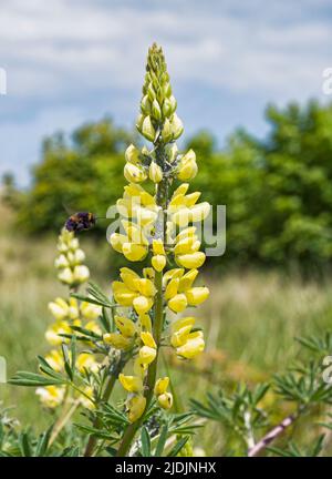 Die Buschlupine, Lupinus arboreus, kommt in Blüte und ist mit Blattläusen bedeckt, die von einer Biene gesammelt werden, die Pollen sammelt. Stockfoto