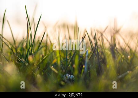 Nahaufnahme der Gräser vom Boden aus. Selektiver Fokus. Naturhintergrundfoto. CO2-Neutralität oder CO2-Netto-Null-Konzept. Stockfoto