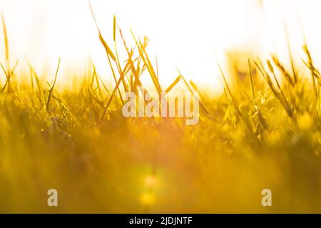 Natur- oder Naturhintergrundfoto. Entkochte Gräser bei Sonnenuntergang. Feldhintergrundfoto. Stockfoto