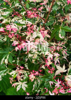 Rosafarbene weiße und grüne Farbabweichungen auf dem neu auftauchenden Laub des japanischen Ahorns, Acer palmatum 'Orido Nishiki' Stockfoto