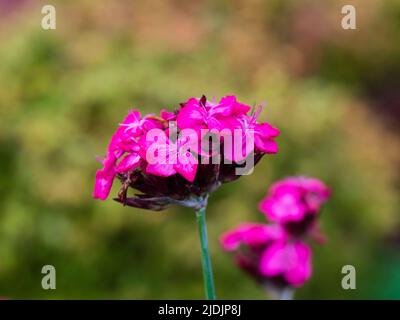 Rosafarbene Blüten des winterharten deutschen Rosa, Dianthus carthusianorum, einer im Sommer blühenden immergrünen Staude Stockfoto