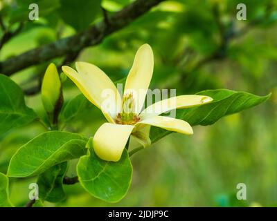 Vergleichsweise kleine gelbe Blume des Frühsommers blühender Laub-Großstrauch oder kleiner Baum, Magnolia 'Daphne' Stockfoto