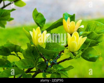 Vergleichsweise kleine gelbe Blume des Frühsommers blühender Laub-Großstrauch oder kleiner Baum, Magnolia 'Daphne' Stockfoto