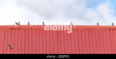 Kleine Begrüßungsschwalben auf dem Gipfel des leuchtend roten Wellblechdachs unter dem Himmel. Stockfoto