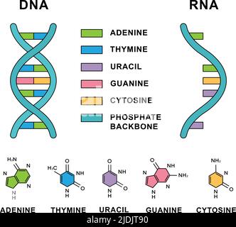 Desoxyribonukleinsäure und Ribonukleinsäure mit Nucleobasen-Formeln. Struktur der DNA- und RNA-Nukleobasen - Cytosin, Guanin, Adenin, Uracil, Thymin. Stock Vektor