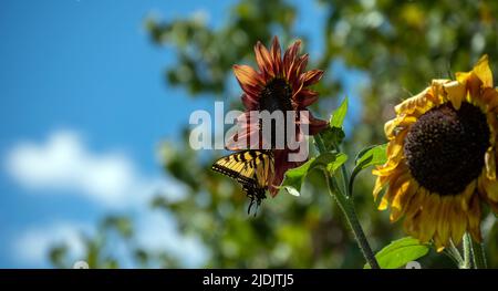 Die Wachstumsstadien werden in einer lebhaften kastanienbraunen Sonnenblume und einer sterbenden und verfallenden, entkochten gelben Sonnenblume dargestellt. Ein Schmetterling genießt die frischeste Blüte Stockfoto