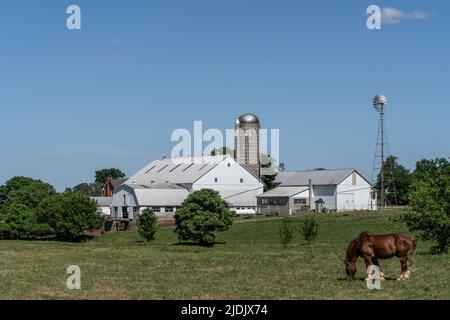 Pferde grasen auf einer Wiese auf der Amish Farm mit weißer Scheune und Windmühle in Lancaster County, Pennsylvania Stockfoto