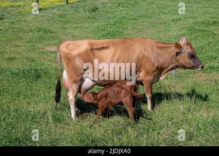 Milchkuh mit einem Tag altem Kalb in der Morgensonne. Stockfoto