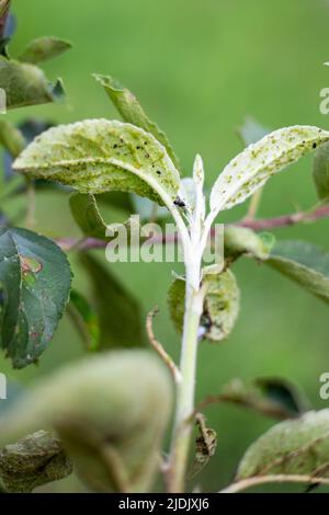 Ameisen weiden Blattläuse auf einem jungen Ast eines Obstbaums. Bekämpfung von Gartenschädlingen. Selektiver Fokus. Stockfoto