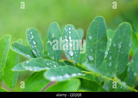 Grüner Akazienzweig mit Regentropfen auf grünem Hintergrund. Schönheit in der Natur. Sommer frischer Hintergrund. Stockfoto