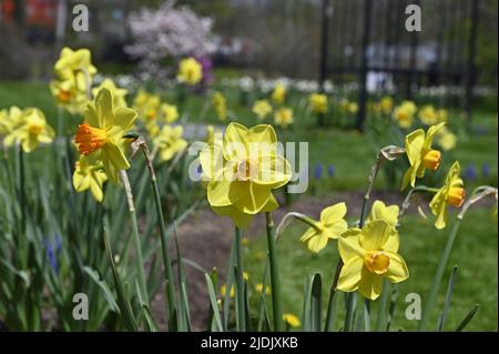Narzissen. Narcissus jonquilla. Gelb blühende Narzissen im Garten. Stockfoto