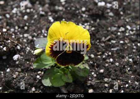 Nahaufnahme von schönen frühlingsblühenden gelben Stiefmütterchen, Viola tricolor var. hortensis. Viola-Fleck Stockfoto