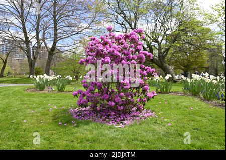 Im blühenden Halifax Public Garden blühen rosa-violette Rhododendron-Blüten. Große rosa blühende Azaleen. Der beste Ort zum Entspannen und Wandern. Stockfoto