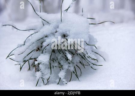 Ein ungewöhnlicher Sprossen einer Nadelkiefer unter einer Schneekappe. Wie eine lebende Kreatur, wie ein Cartoon-Tier Stockfoto