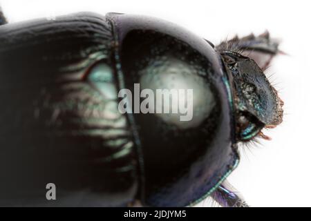 Metallisch blauer erdbohrender Mistkäfer (Geotrupes) kriecht auf weißem Hintergrund. Nahaufnahme im Hochformat, Ultramakro Stockfoto