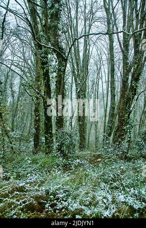 Der subtropische Wald ist mit Schnee bedeckt. Hainbuchen ist mit grünem Efeu bedeckt. Wetterkataklysmus, Klimaschwankungen Stockfoto