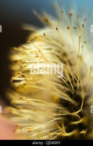 Frühlingsmotiv. Gelbe, flauschige Weidenblüte (Katkin), die Stigmen der Staubgefäße der Blüte sind deutlich sichtbar. Ultramakro. Selektiver Fokus mit BA Stockfoto