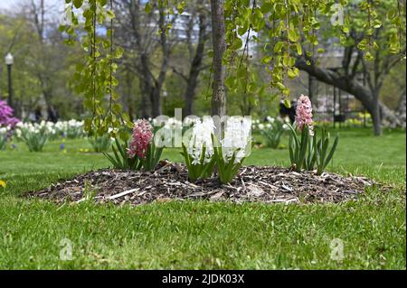 Weiße und rosafarbene Hyazinthe oder Hyacinthus blühen horizontal in voller Blüte. Hyazinthen im Frühlingsgarten. Stockfoto