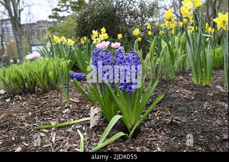 Blaue Hyazinthen-Blüte oder Hyacinthus im Frühlingsgarten aus nächster Nähe. Blühende blau-lila duftende Hyazinthen. Stockfoto