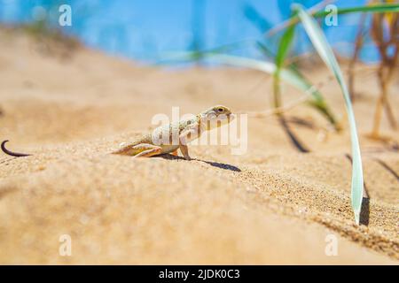 Echsenkrötenkopf-Agama zwischen dem trockenen Gras in den Dünen Stockfoto