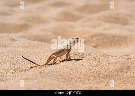 Wüsteneidechse Krötenkopf-Agama im Sand auf der Düne von Sarykum Stockfoto